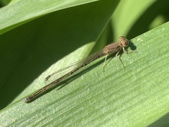 Argentagrion ambiguum
