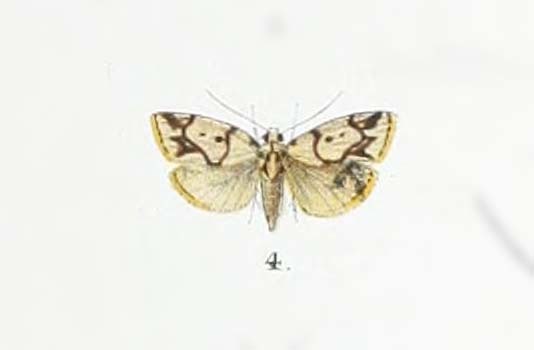 Holocraspedon nigropunctum
