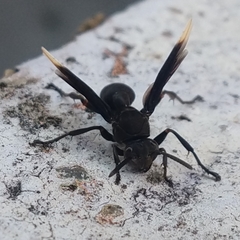 Mischocyttarus imitator