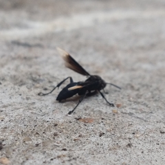 Mischocyttarus imitator