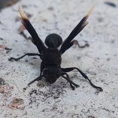 Mischocyttarus imitator