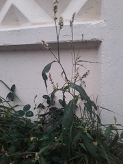 Persicaria maculosa