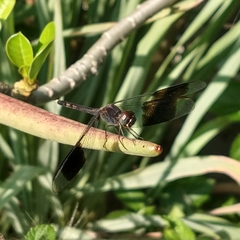 Erythrodiplax umbrata