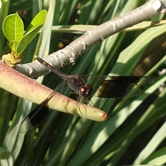 Erythrodiplax umbrata