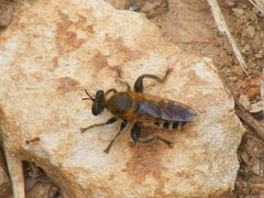 Laxenecera albicincta