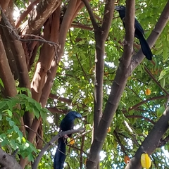 Crotophaga sulcirostris