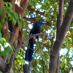 Crotophaga sulcirostris
