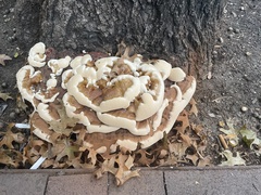 Ganoderma sessile
