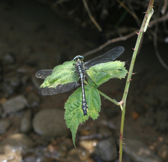 Gomphus schneiderii