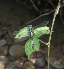 Gomphus schneiderii