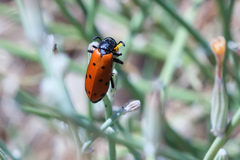 Hycleus duodecimpunctatus