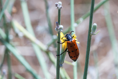 Hycleus duodecimpunctatus