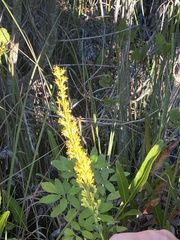 Solidago virgata