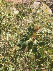 Searsia populifolia