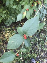 Lonicera sempervirens sempervirens