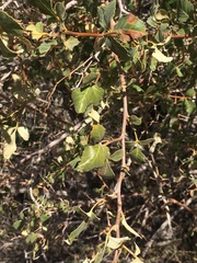 Searsia populifolia