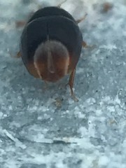 Acylomus