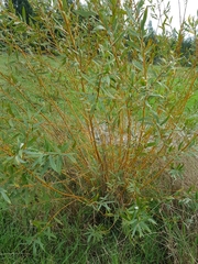 Salix × fragilis vitellina