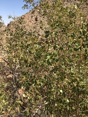 Searsia populifolia