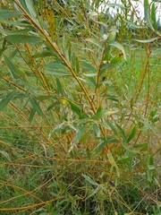Salix × fragilis vitellina