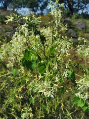 Echinopepon pubescens