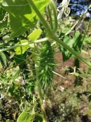 Echinopepon pubescens