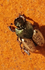 Onthophagus coenobita