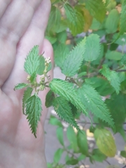 Urtica dioica
