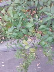 Urtica dioica