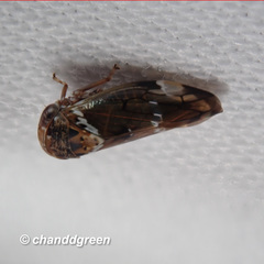 Idioscopus nitidulus