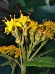 Verbesina montanoifolia