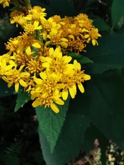 Verbesina montanoifolia