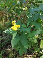 Verbesina montanoifolia