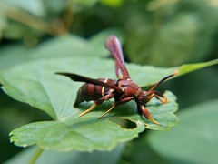 Vitacea scepsiformis