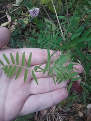 Vicia cracca