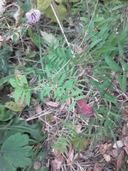 Vicia cracca