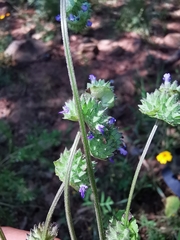 Salvia lasiocephala