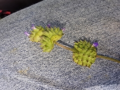Salvia lasiocephala