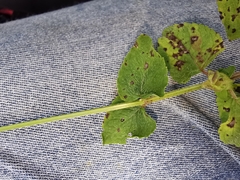 Salvia lasiocephala