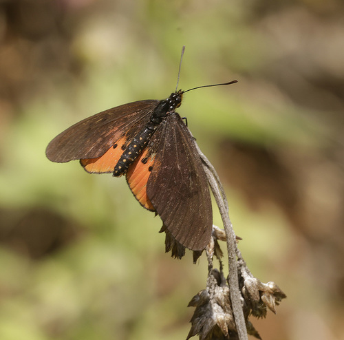 Stephenia asboloplintha