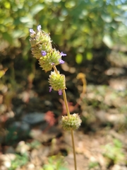 Salvia lasiocephala