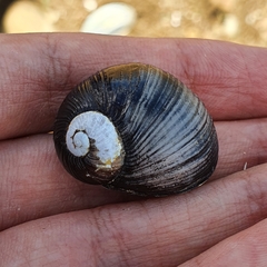 Cantareus koraegaelius