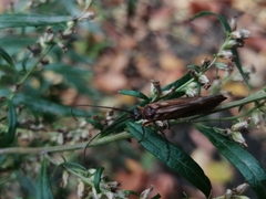 Anabolia
