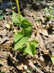 Salvia lasiocephala