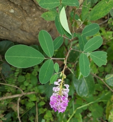 Grona heterocarpos