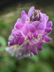 Grona heterocarpos