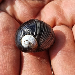 Cantareus koraegaelius