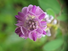 Grona heterocarpos