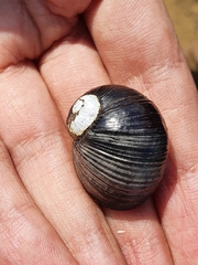 Cantareus koraegaelius