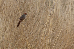 Sphenoeacus afer natalensis